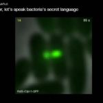 本日のオススメ英語動画「To detect diseases earlier, let’s speak bacteria’s secret language」